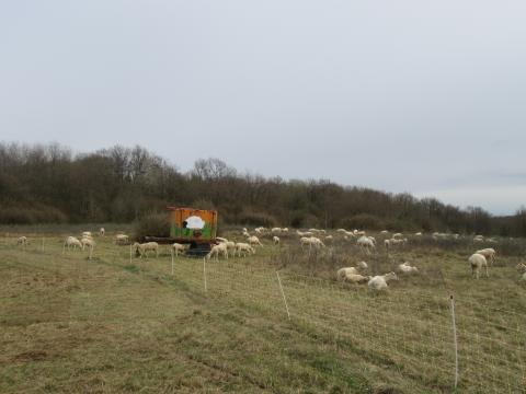Le troupeau de brebis raïoles sur la pelouse de Saules